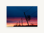 Tumbleweed at Dusk, barbed wire fence sunset photograph, landscape canvas wall art print, front view