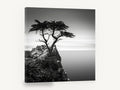 Lone Cypress Headland, lone cypress black and white seascape, coastal canvas wall art print ready to hang