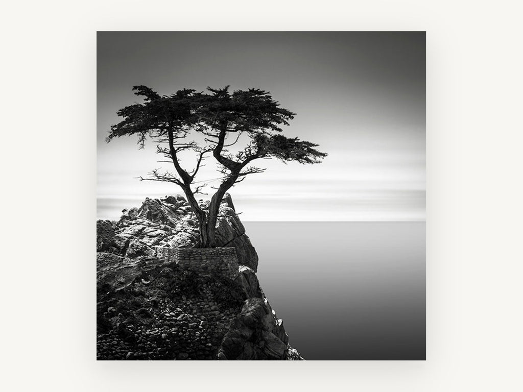 Lone Cypress Headland, coastal canvas wall art print, front view
