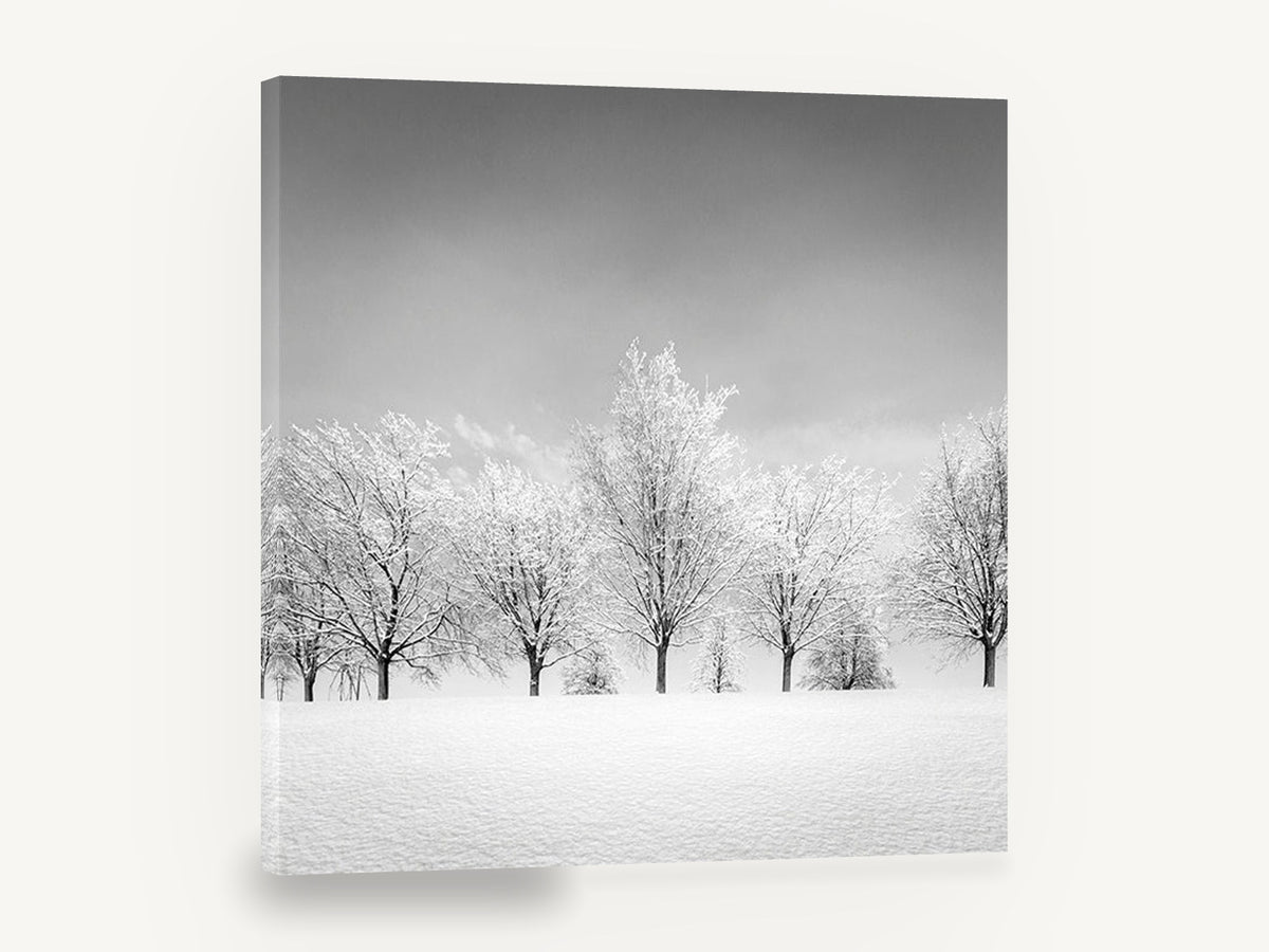 Frosted Tree Row, snowy tree row black and white photograph, landscape canvas wall art print ready to hang