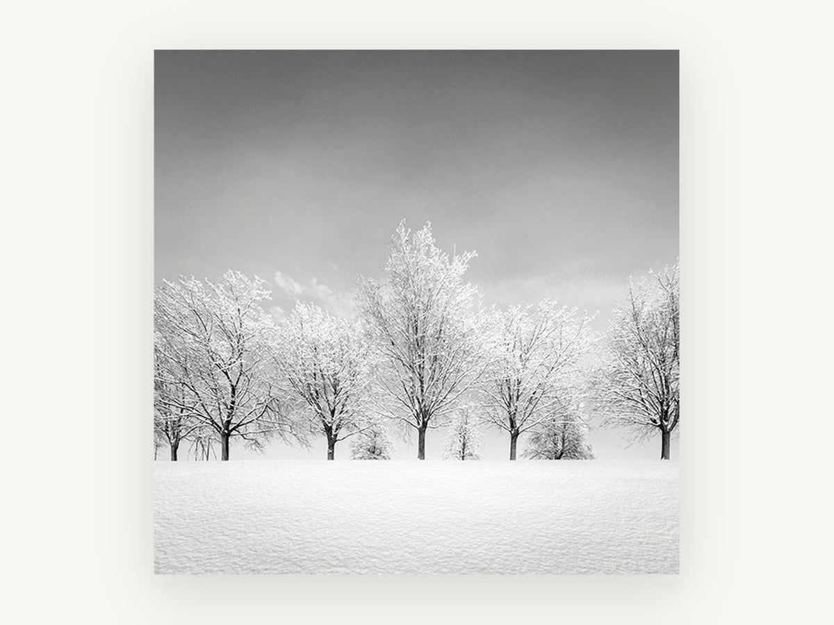 Frosted Tree Row, snowy tree row black and white photograph, landscape canvas wall art print, front view