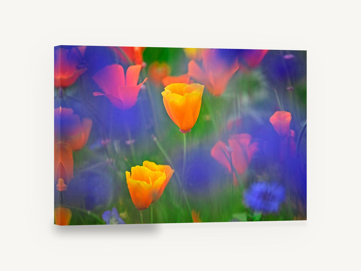Poppies in Blue Haze, orange california poppy meadow photograph, floral canvas wall art print ready to hang