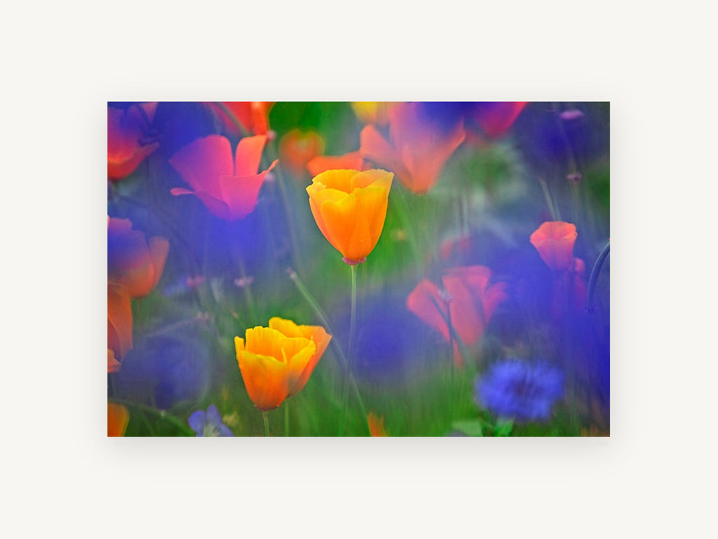 Poppies in Blue Haze, floral canvas wall art print, front view