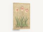 Three Pink Tulips, pink tulips botanical study, floral canvas wall art print ready to hang