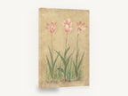 Blushing Tulip Trio, pink tulips vintage botanical painting, floral canvas wall art print ready to hang
