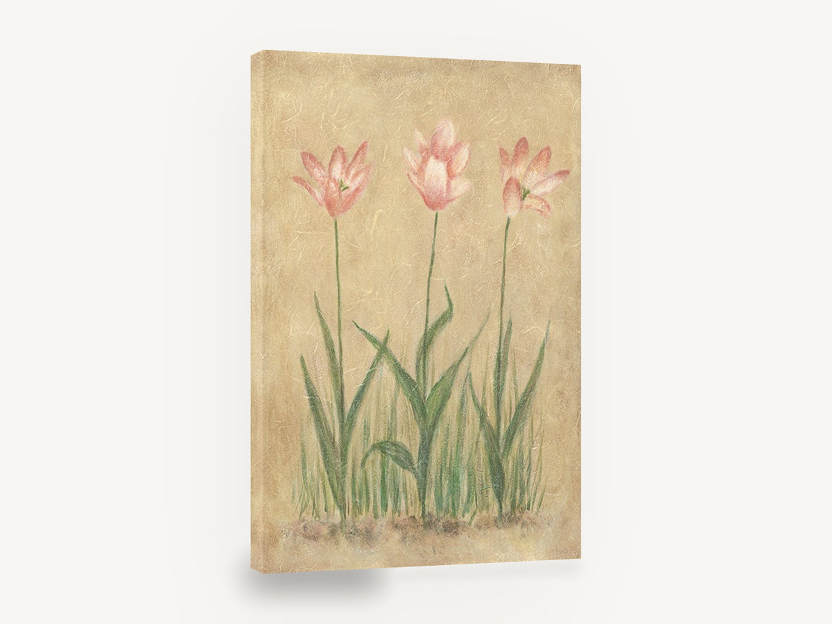 Blushing Tulip Trio, pink tulips vintage botanical painting, floral canvas wall art print ready to hang