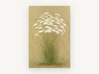 Queen Anne's Lace Cluster, floral canvas wall art print, front view