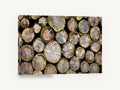 Stacked Log Ends, stacked cut logs close-up photograph, landscape canvas wall art print ready to hang