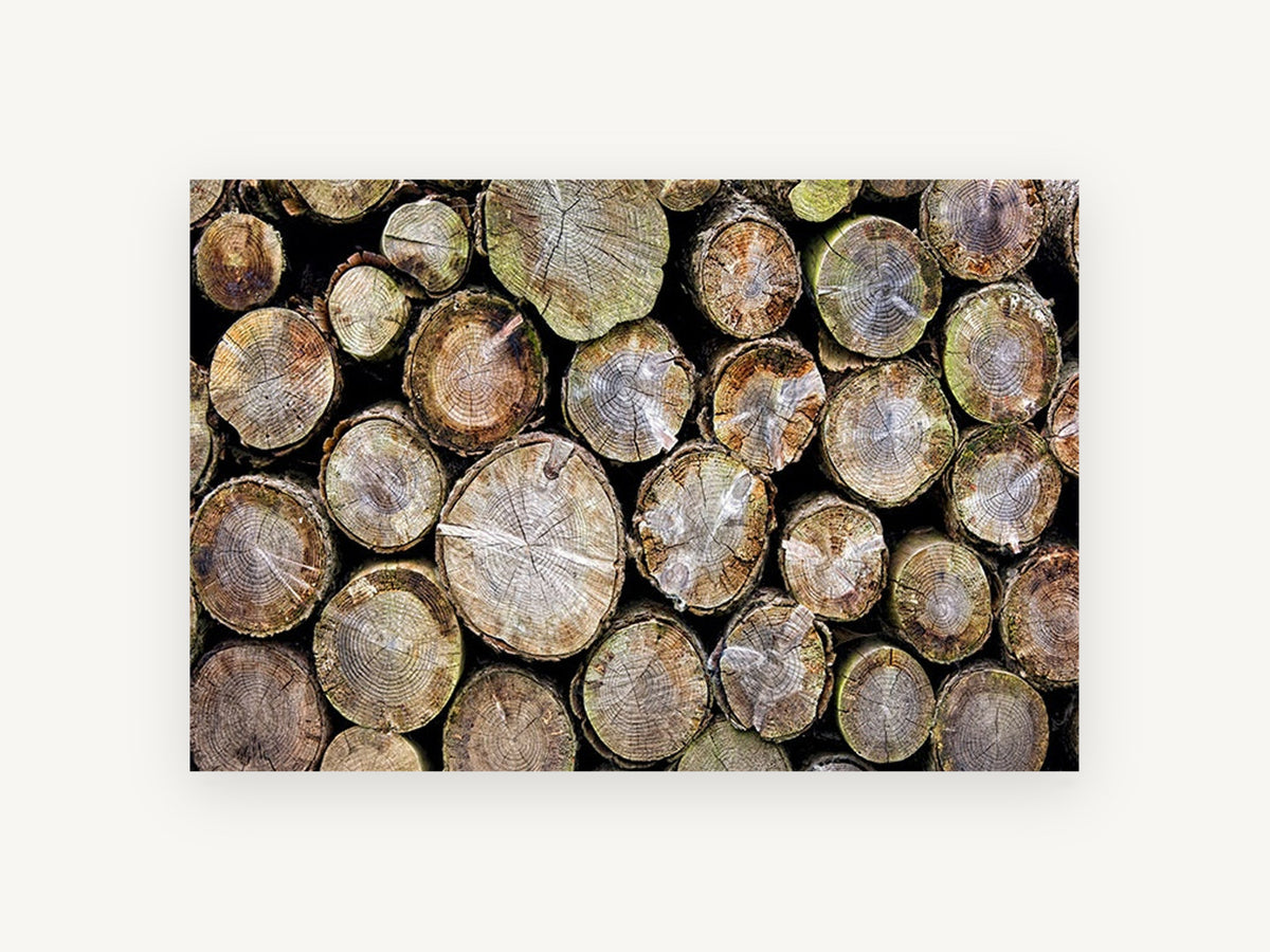 Stacked Log Ends, stacked cut logs close-up photograph, landscape canvas wall art print, front view