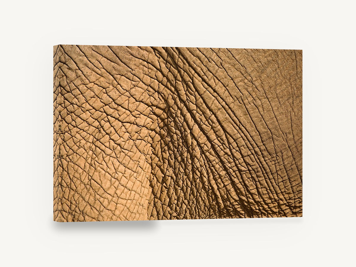 Elephant Hide Close-Up, elephant skin texture photograph, animal canvas wall art print ready to hang