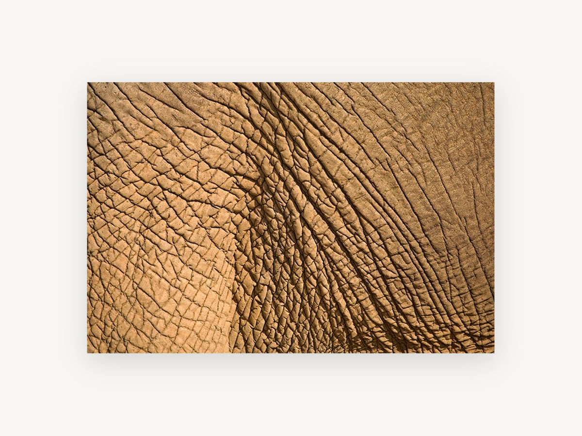 Elephant Hide Close-Up, elephant skin texture photograph, animal canvas wall art print, front view