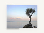 Lone Tree at Moonrise, lone tree calm sea moonrise photograph, coastal canvas wall art print ready to hang