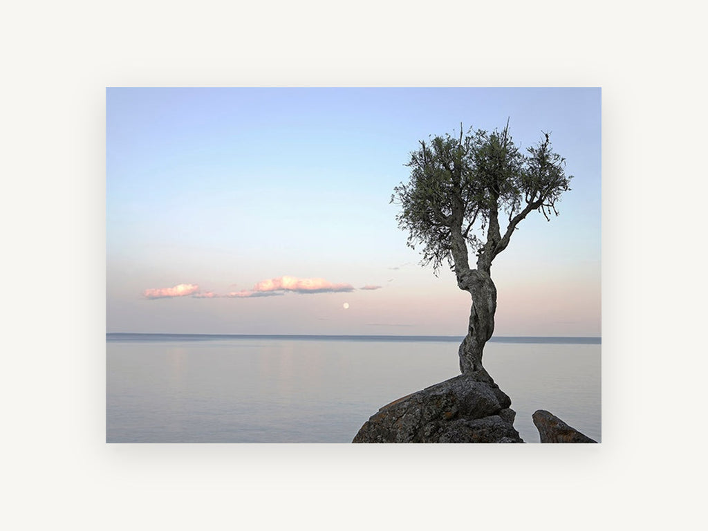 Lone Tree at Moonrise, coastal canvas wall art print, front view