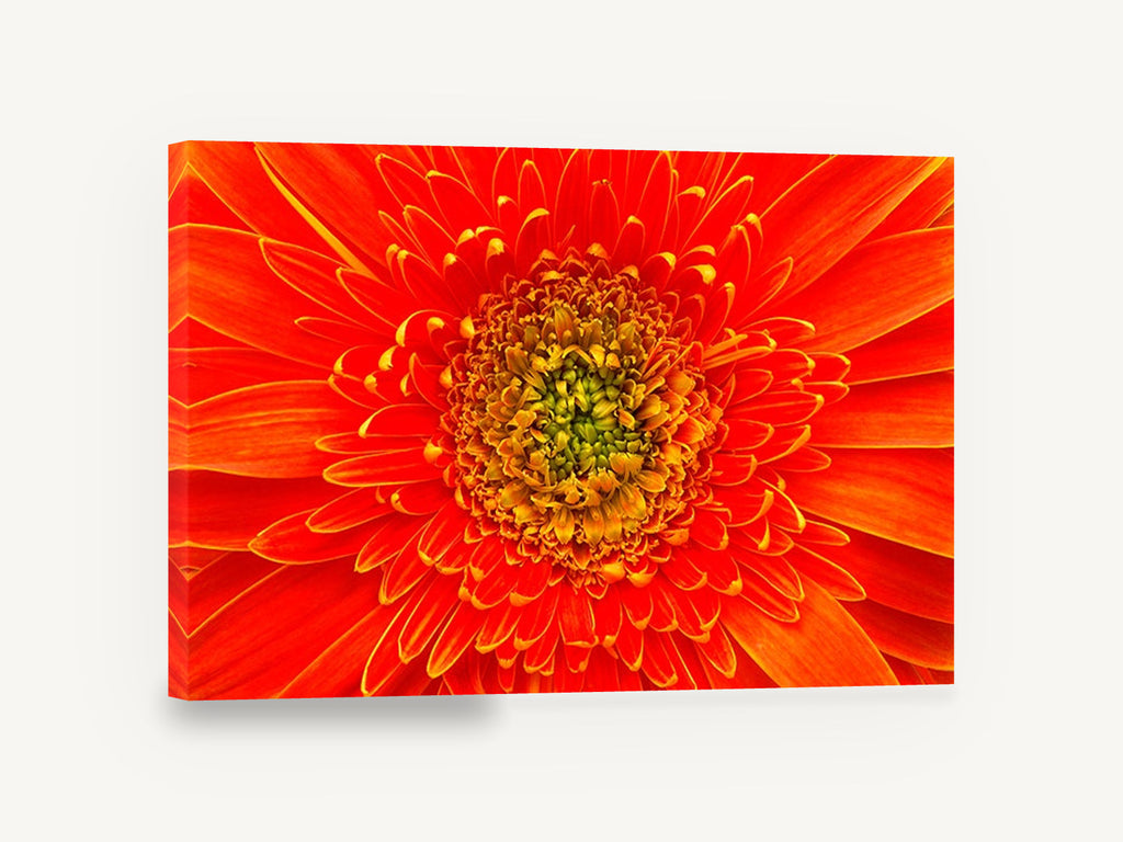 Orange Gerbera Close-Up, orange gerbera daisy macro photograph, floral canvas wall art print ready to hang