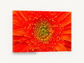 Orange Gerbera Close-Up, orange gerbera daisy macro photograph, floral canvas wall art print ready to hang