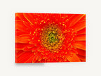 Orange Gerbera Close-Up, orange gerbera daisy macro photograph, floral canvas wall art print ready to hang