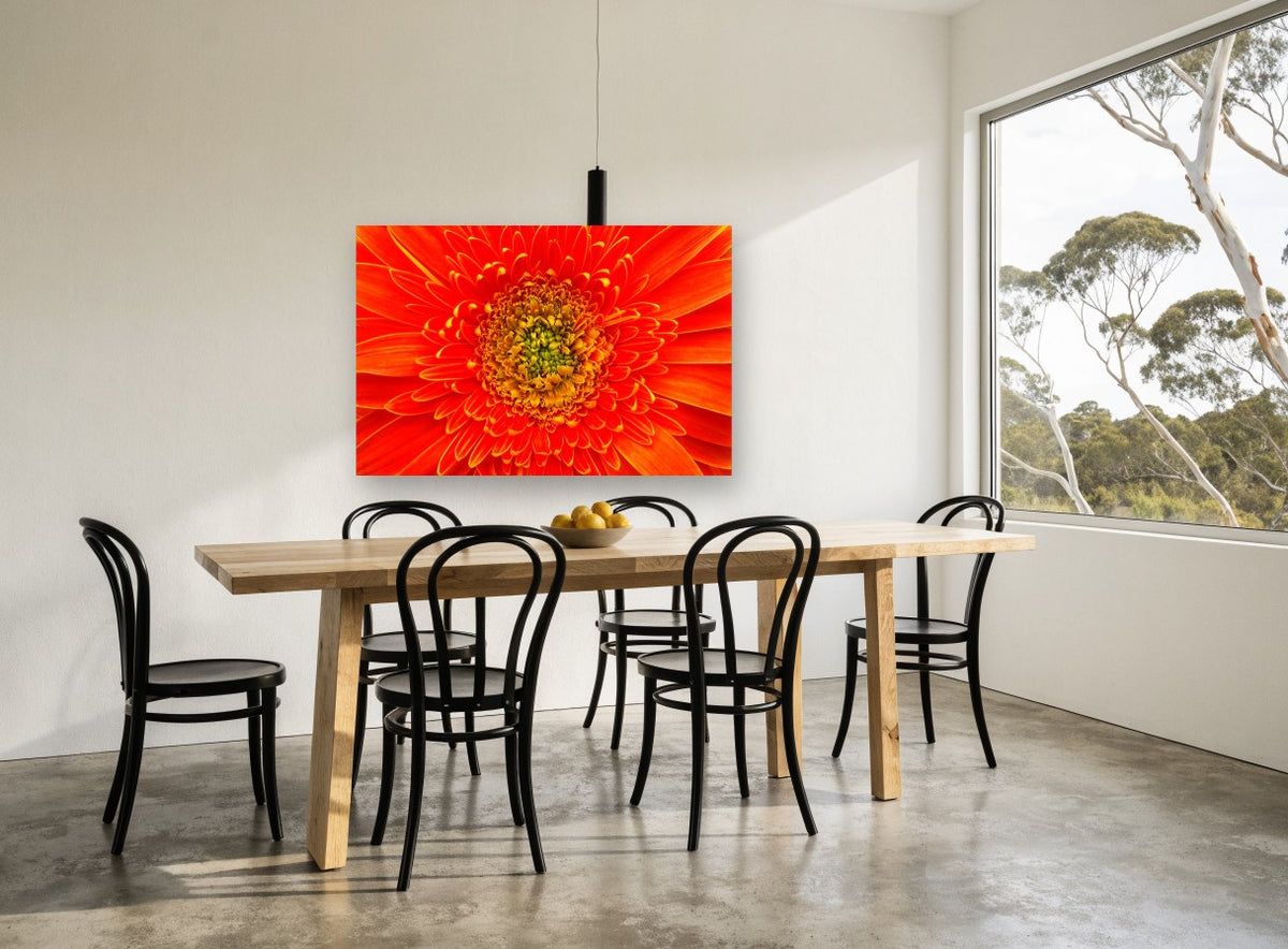 Orange Gerbera Close-Up floral canvas print on the wall of a dining room