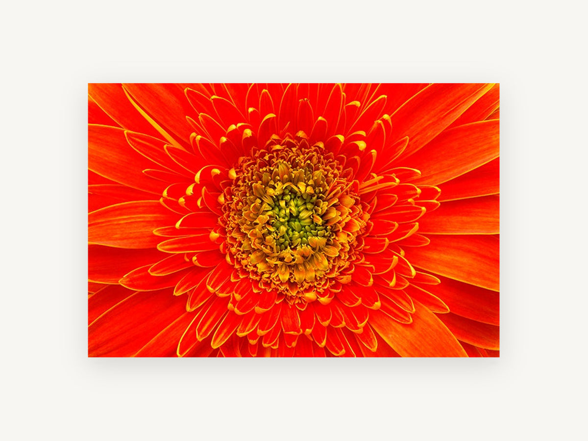 Orange Gerbera Close-Up, floral canvas wall art print, front view