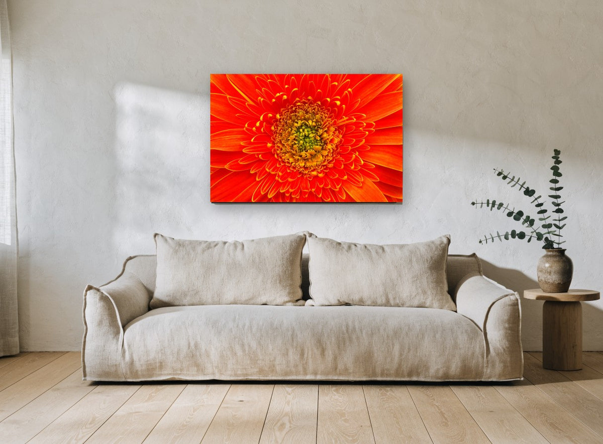 Orange Gerbera Close-Up floral canvas print on the wall of a living room