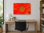 Orange Gerbera Close-Up floral canvas print on the wall of a study