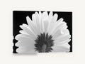Daisy From Behind, gerbera daisy back view black and white, floral canvas wall art print ready to hang