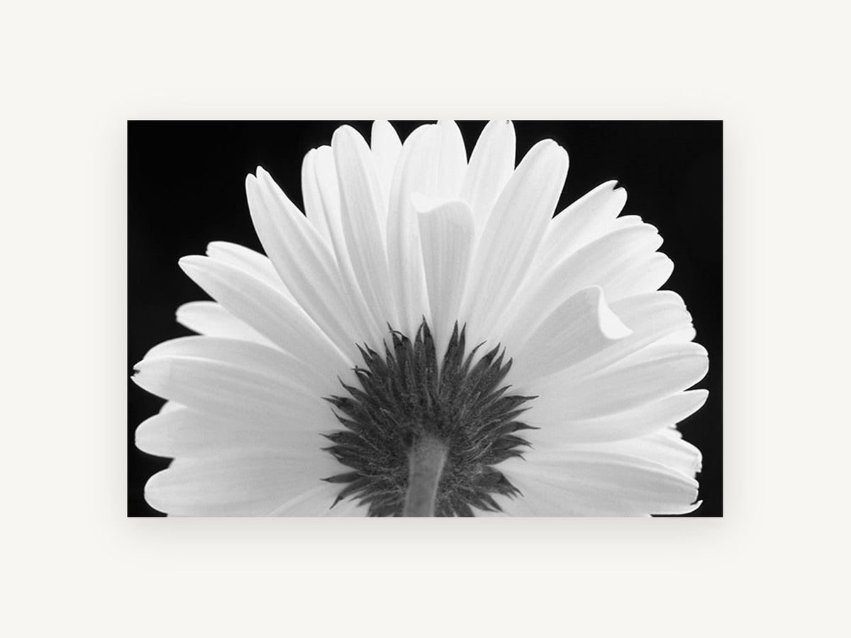 Daisy From Behind, floral canvas wall art print, front view