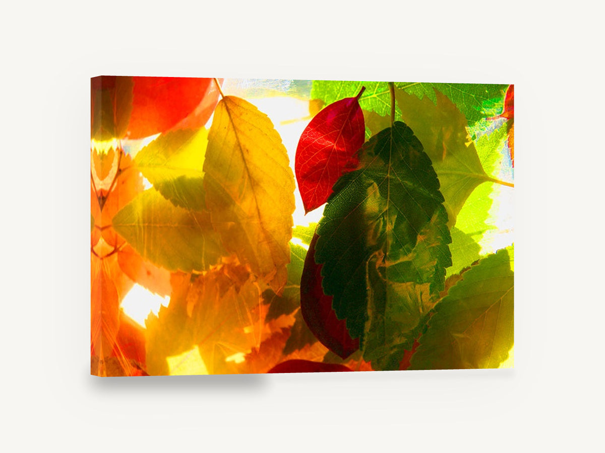 Backlit Autumn Leaves, backlit autumn leaves photograph, floral canvas wall art print ready to hang