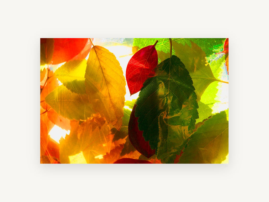 Backlit Autumn Leaves, floral canvas wall art print, front view