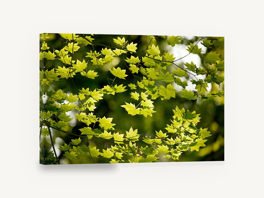 Backlit Maple Canopy, green maple leaves backlit photograph, floral canvas wall art print ready to hang