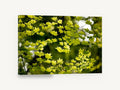 Backlit Maple Canopy, green maple leaves backlit photograph, floral canvas wall art print ready to hang