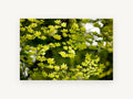 Backlit Maple Canopy, floral canvas wall art print, front view