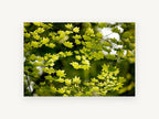 Backlit Maple Canopy, floral canvas wall art print, front view