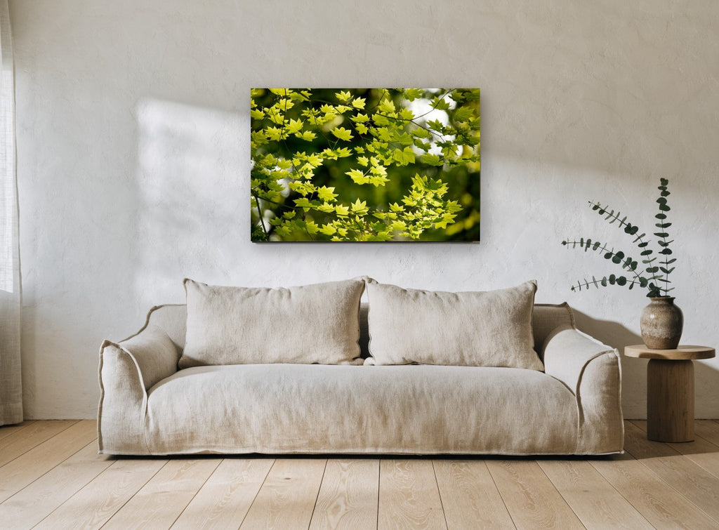 Backlit Maple Canopy floral canvas print on the wall of a living room