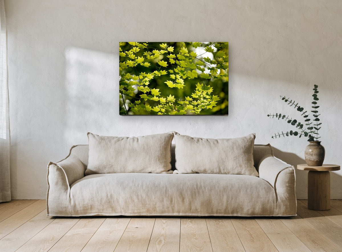 Backlit Maple Canopy floral canvas print on the wall of a living room