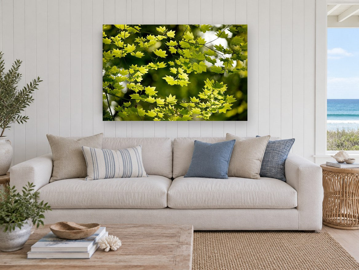 Backlit Maple Canopy floral canvas print on the wall of a beach house living room