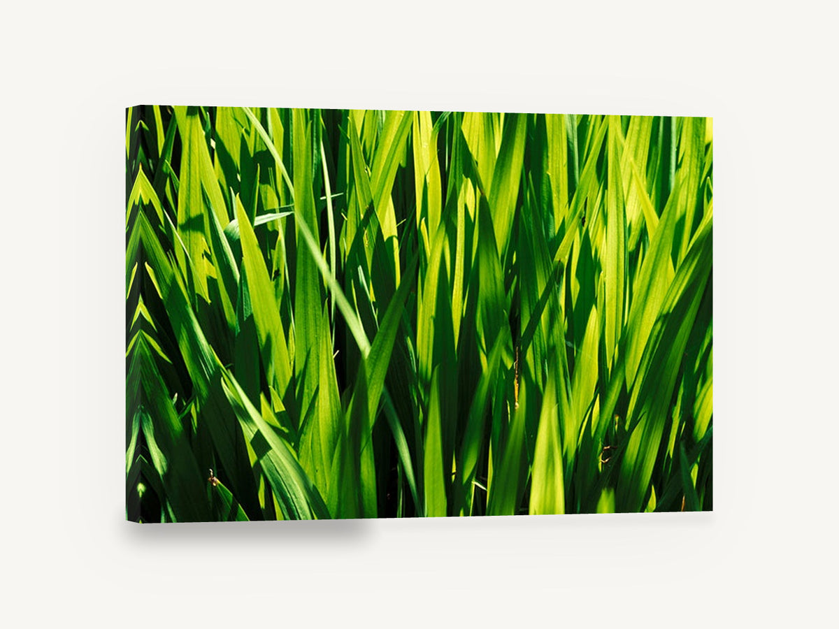 Sunlit Green Blades, sunlit green grass blades photograph, landscape canvas wall art print ready to hang