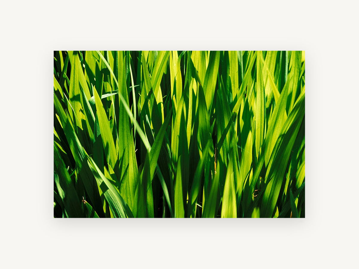 Sunlit Green Blades, sunlit green grass blades photograph, landscape canvas wall art print, front view