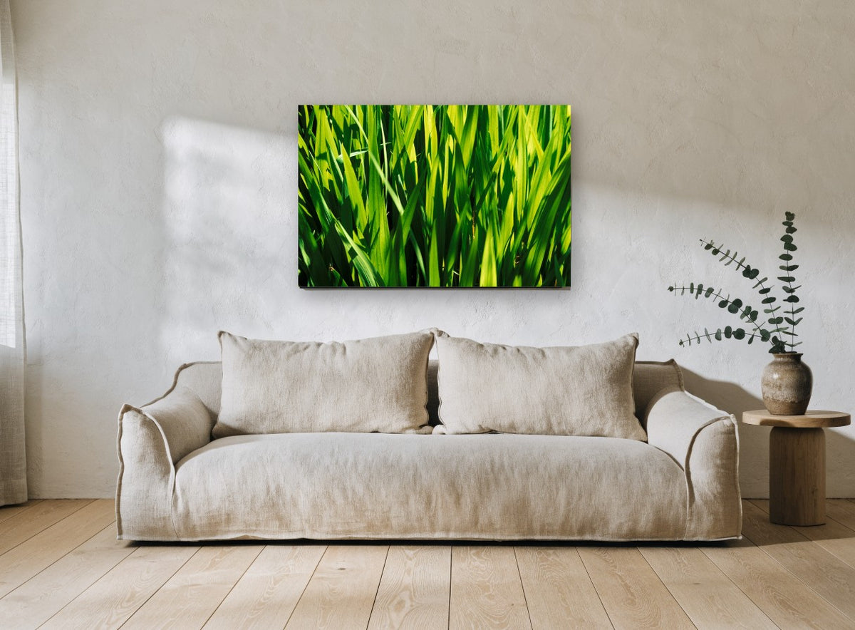 Sunlit Green Blades landscape canvas print on the wall of a living room