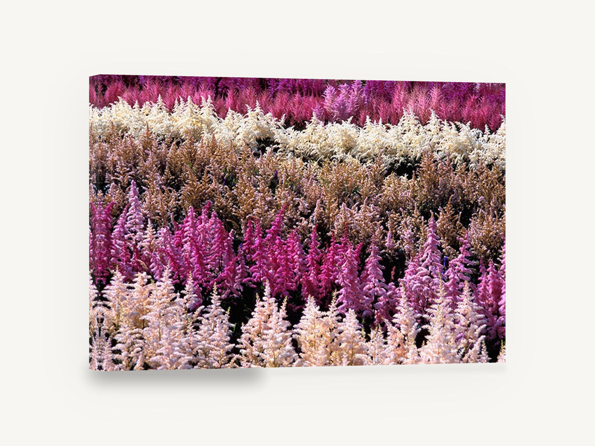 Astilbe Colour Rows, pink astilbe flower rows photograph, landscape canvas wall art print ready to hang