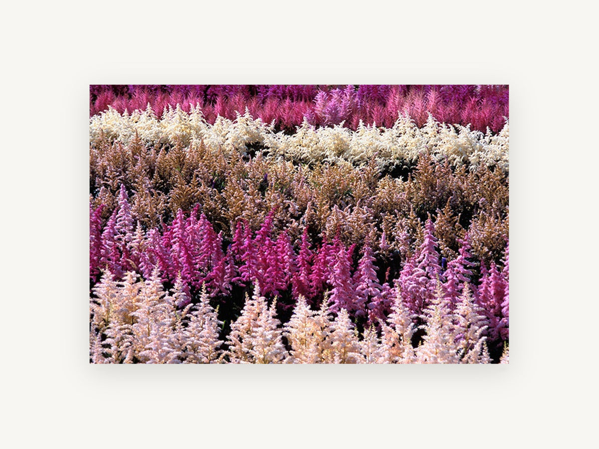 Astilbe Colour Rows, pink astilbe flower rows photograph, landscape canvas wall art print, front view
