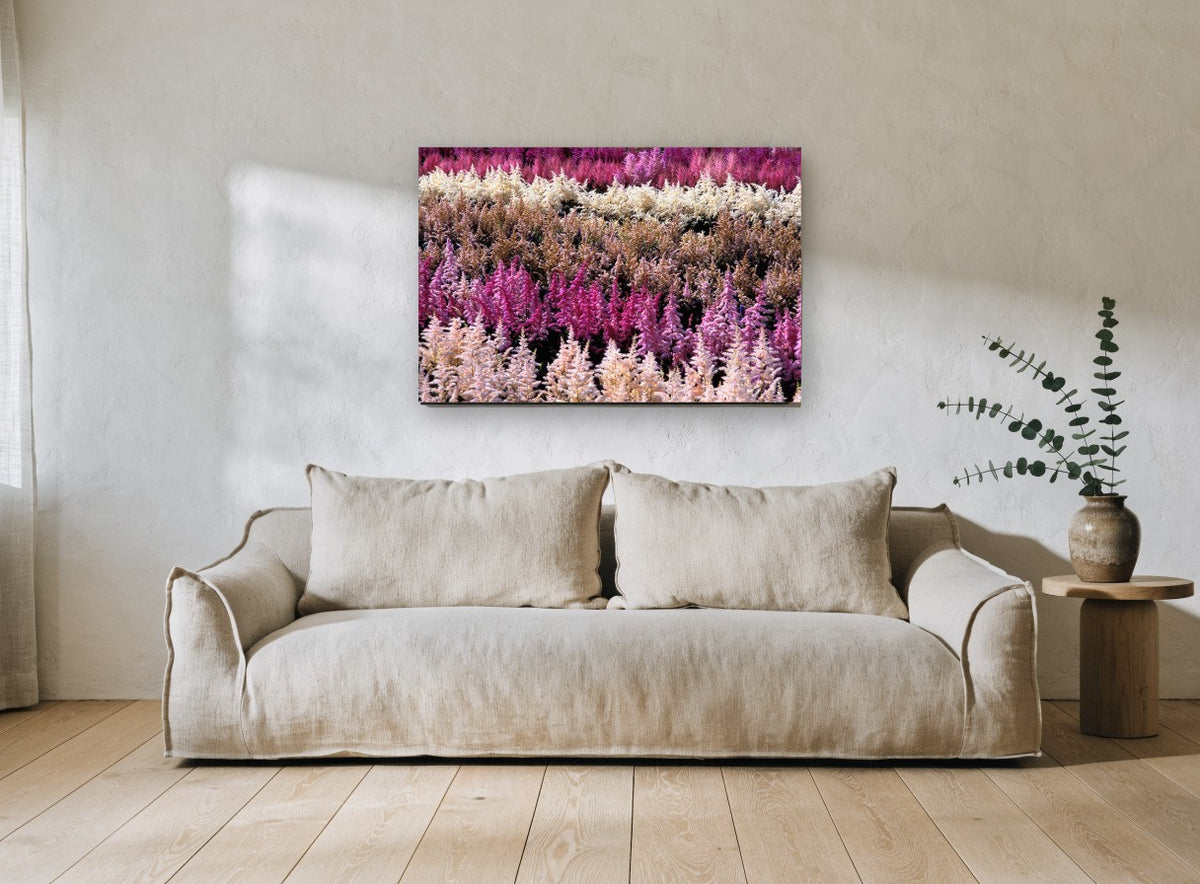 Astilbe Colour Rows landscape canvas print on the wall of a living room