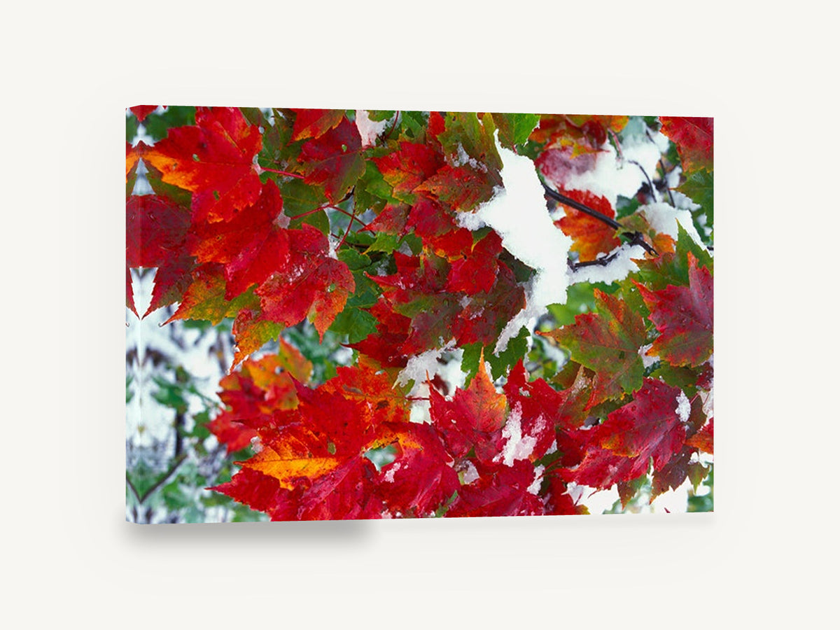 Snow on Red Maple, red maple leaves snow photograph, landscape canvas wall art print ready to hang
