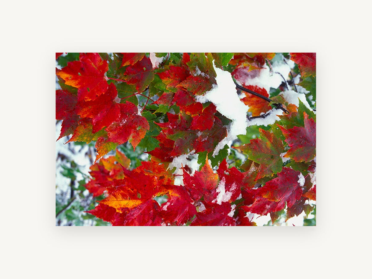Snow on Red Maple, red maple leaves snow photograph, landscape canvas wall art print, front view