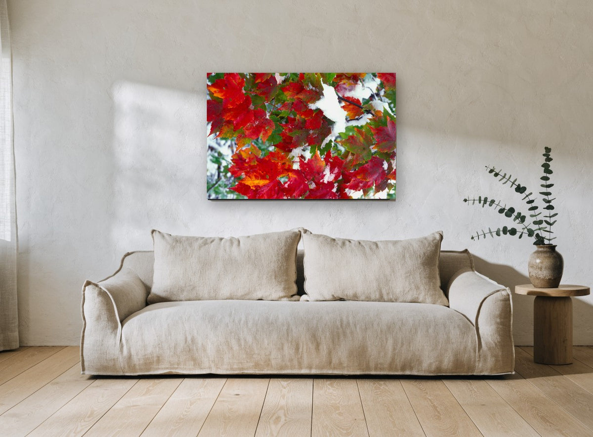Snow on Red Maple landscape canvas print on the wall of a living room