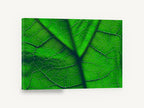 Backlit Leaf Veins, green leaf veins macro photograph, floral canvas wall art print ready to hang