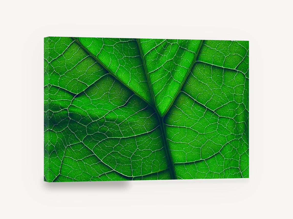 Backlit Leaf Veins, green leaf veins macro photograph, floral canvas wall art print ready to hang