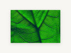 Backlit Leaf Veins, floral canvas wall art print, front view