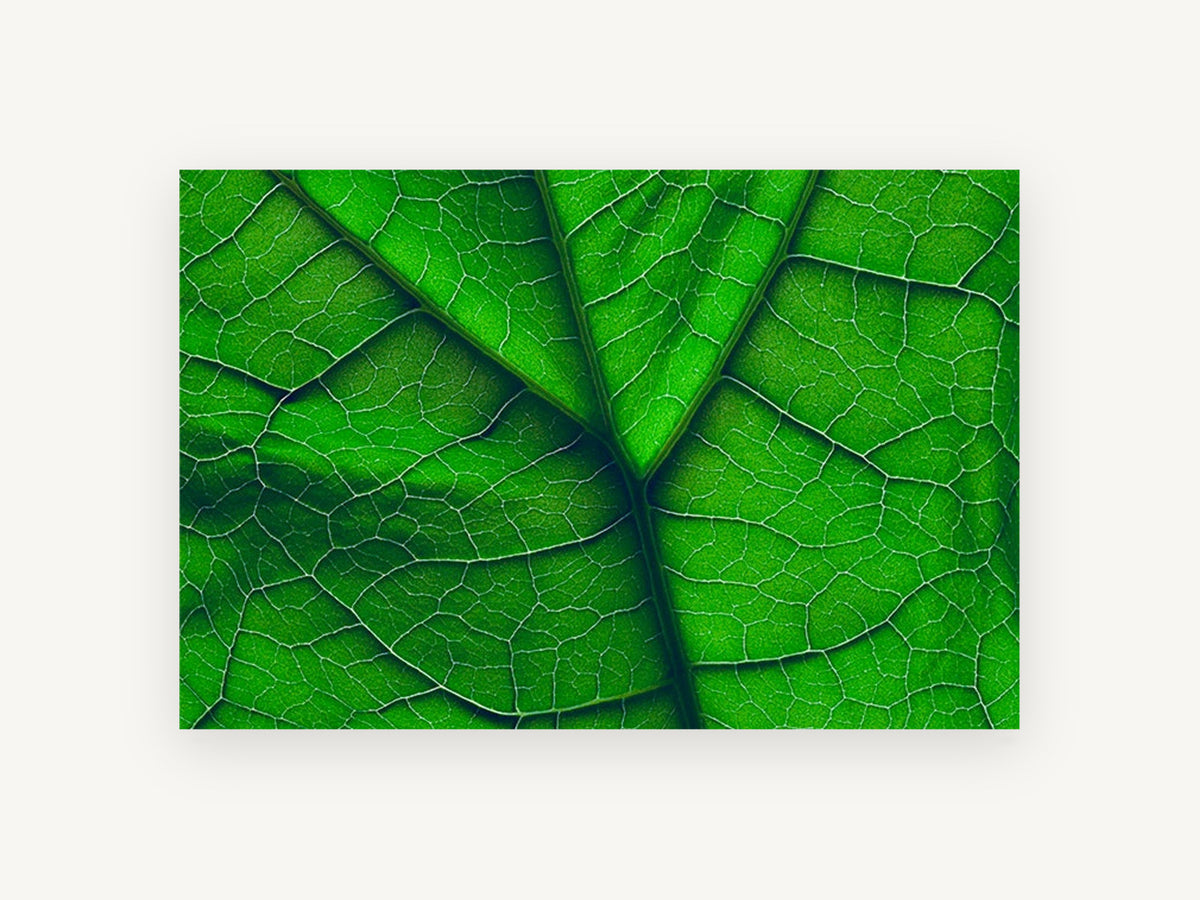 Backlit Leaf Veins, floral canvas wall art print, front view