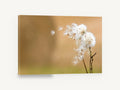 Seeds on the Breeze, windblown dandelion seeds photograph, floral canvas wall art print ready to hang