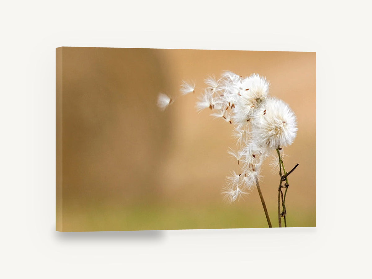 Seeds on the Breeze, windblown dandelion seeds photograph, floral canvas wall art print ready to hang